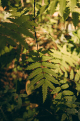 fern leaves in the forest thicket. Close-up