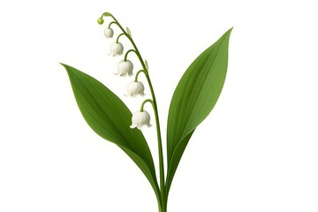 Fototapeta premium A cluster of white lily of the valley flowers with broad green leaves. Concept Lily of the Valley, White Blossoms, Green Foliage, Spring Flowers, Fragrant Blooms