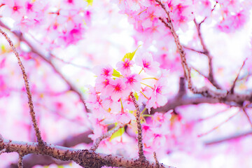 公園の桜（河津桜）