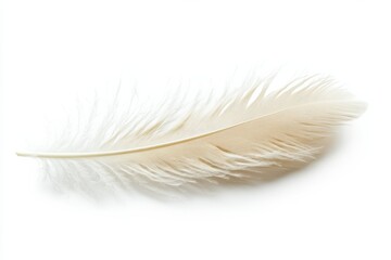 Obraz premium Delicate beige feather on white background soft light intricate detail peaceful image serene