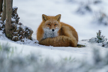 Red Fox Walking on Snowy Road in Biei, Hokkaido, Japan
