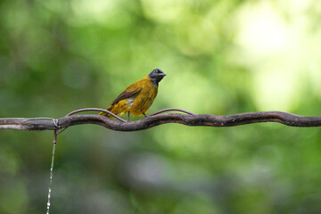 Golden-winged Bulbul, naturally occurring in Thailand