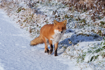 Red Fox Walking on Snowy Road in Biei, Hokkaido, Japan