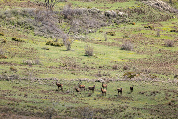 Naklejka premium herd of wildebeest