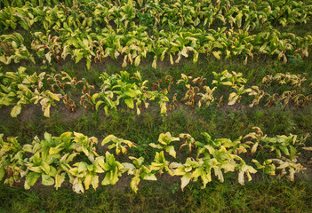 Tobacco leaf curl disease or (TLCV) is induced by a virus which is transmitted by the white fly