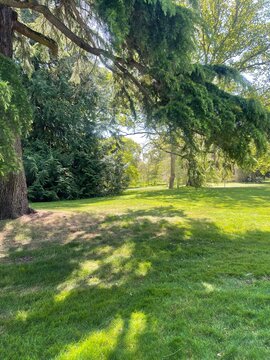Sunny Park Landscape with Tree Shadows taken at sanderingham park 29th April 13.12pm