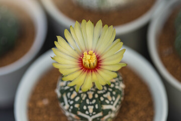 Cactus planted in a pot above with beautiful white flowers blooming. Astrophytum Catus in black pot. Astrophytum asterias cactus. Top view of Astrophytum Asterias .