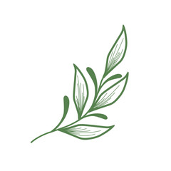 Minimalist leaf illustration set. Leaf illustration for wedding. Elegant line art leaf illustrations for wedding invitation decoration