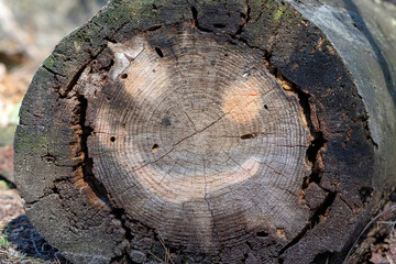 A painted smile on an old tree.