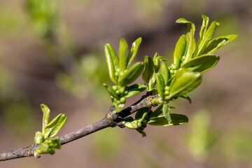 Blooming buds and leaves on tree branches on a sunny spring day in the forest.
