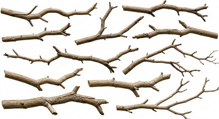 Fototapeta premium Realistic dry branches isolated on a transparent background. Dead tree branch, old twig, PNG, Cut out