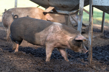 Domesticated pigs in the mud in front of a gravity pig feeder.