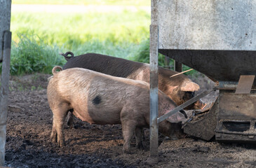 Domesticated pigs eating from a gravity pig feeder.