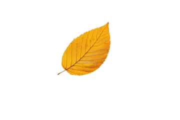 Golden autumn leaf floats gently serene fall scene soft focus blurred background autumn colors