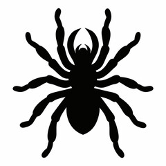 Clean Tarantula Silhouette Design