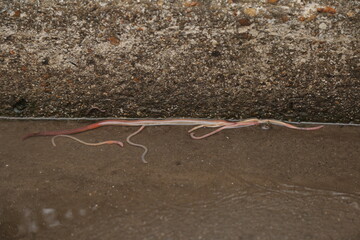 ..long worm on wet asphalt with brothers..