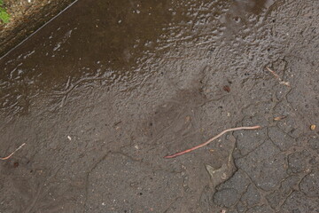 long worm on wet asphalt