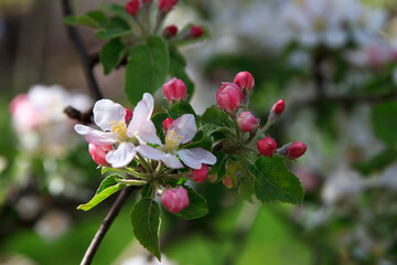 Apple tree blossoms with pink buds and green leaves in spring sunlight
