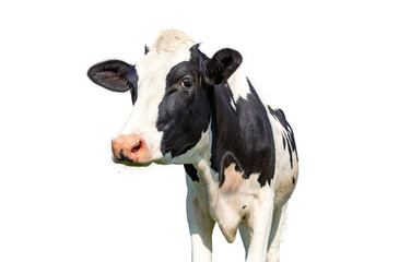 Cow on white, isolated, cut out, mature, adult black and white cow, authentic pink nose
