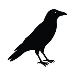Fototapeta premium crow profile silhouette vector sharp and minimal
