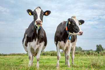 Two cows  standing in the field side by side, livestock tags green grass blue sky