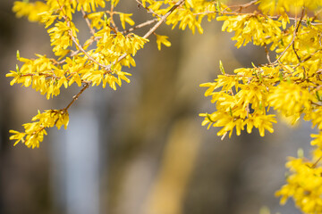Close-up of blooming yellow forsythia plant as an Easter springtime background. Yellow forsythia flowers blooming in the springtime. Gardening and spring season concept.
