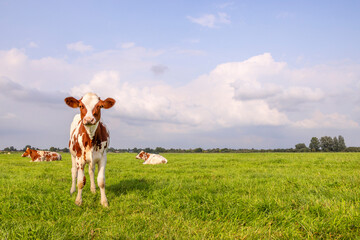 Cow calf in a field, left edge, authentic red and white, copy space and a blue sky
