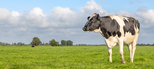 Black and white cow, standing right edge in a meadow in the Netherlands