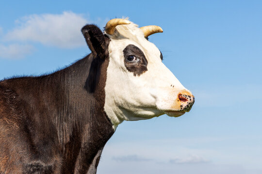 Portrait profil cow horned head, fleckvieh, white face black eye patches, blue sky
