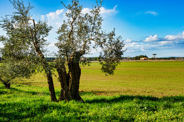 Image of the Tuscan countryside with Maritime pines and olive trees in the village of Castagneto...