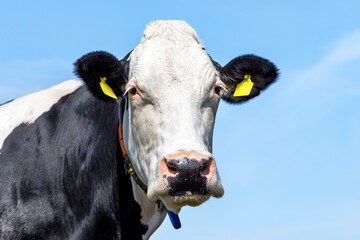 Fleckvieh cow head, black and white and livestock tags, blue sky,