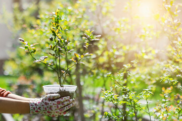 Blueberry Bush Seedling for Growing Blueberries in Garden. New Blueberry Plantation.