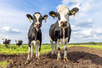 Two cows black and white, authentic front vieh standing in a field, side by side, blue sky and horizon