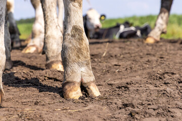 Front hoove of a cow standing on dirt path, hooves of a dairy cow