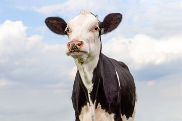 Cute cow calf black and white, milker cattle, in front of a blue cloudy sky © Clara