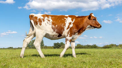 Young dairy cow calf passing in a field, red heifer, side view, a blue sky and green grass