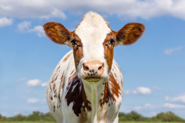 Cow head shot and pink nose,  authentic red and white eye contact and looking at camera