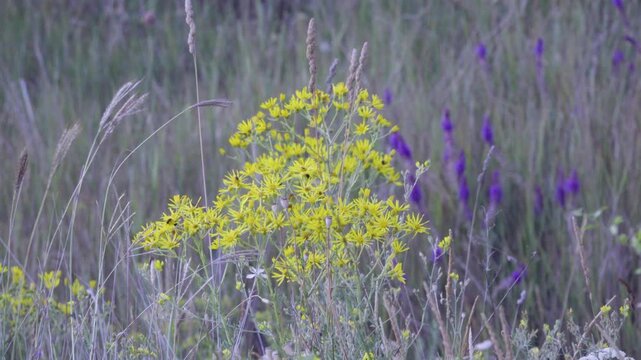 Old-man-beard, common groundsel (Senecio vulgaris) on the sea steppe meadows, on the slope to the sea. Northern Black Sea Region.