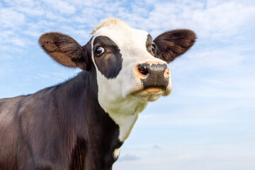 Cow looking head up, chin raised high, eye patches and eye contact, authentic brown and white, nose...