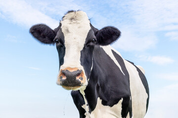 Mature cow pPortrait of a cow authentic black and white