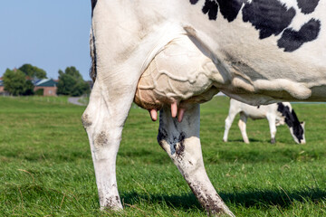 Cow black and white, milker cattle, udder and teat close up, soft pink and large mammary veins