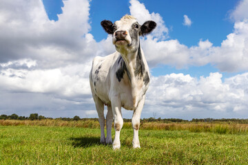 Happy cow, nose up, Belgian blue and holstein, grey and white, chin high in a green field