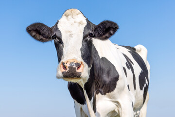 Cow black and white, authentic milker cattle, front view in front of a blue sky