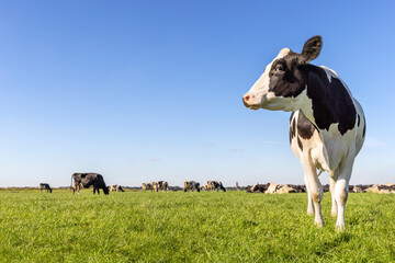 Cow at right edge side, holstein cattle, in a field, blue sky