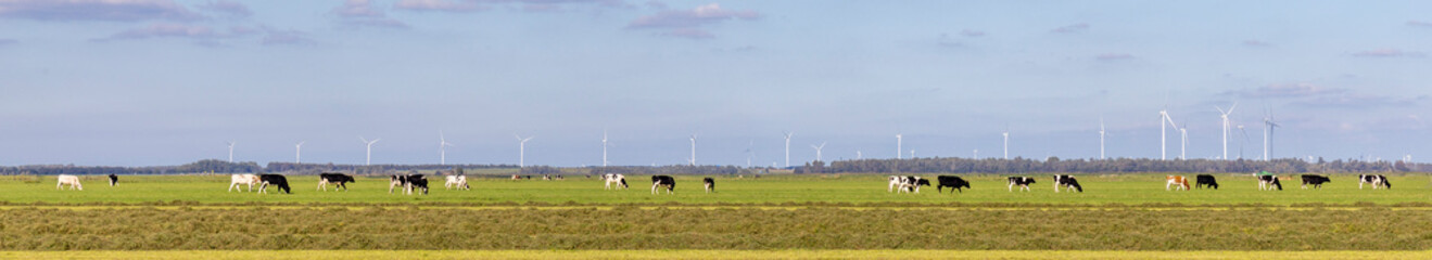 Cows grazing, a herd of cows  and wind turbines in a rural landscape