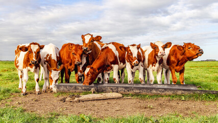 Cow calves on a row ,side by side, and a trough, young cows playful together, red and white