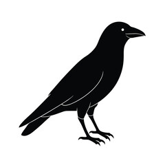 Fototapeta premium crow silhouette bird vector icon dark and strong