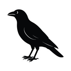 Fototapeta premium crow silhouette bird vector icon dark and strong