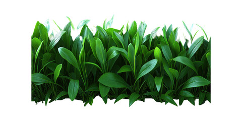 Obraz premium Lush Green Grass Blades. Nature And Landscaping Concept Isolated On Transparent Background