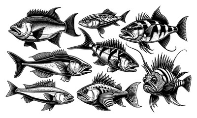 set of predator fish, bassfish lineart isolated on white	